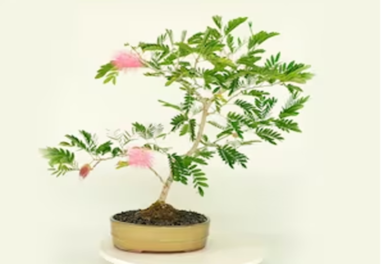 Powder Puff Bonsai: A Blooming Wonderland in Miniature Form