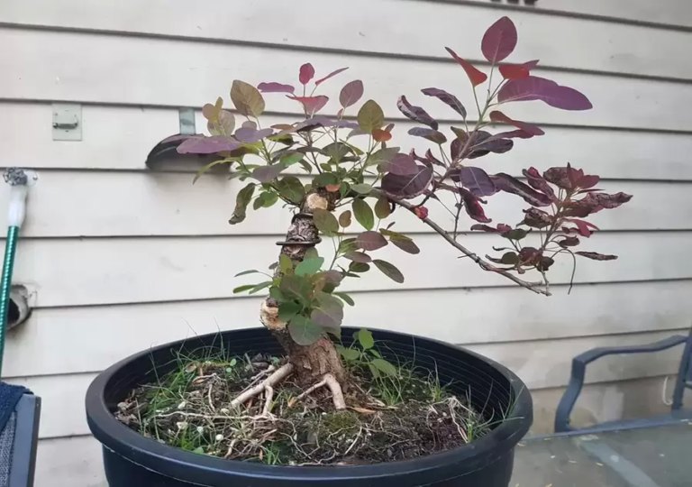 Smoke Tree Bonsai: Harnessing the Beauty of Colors and Texture