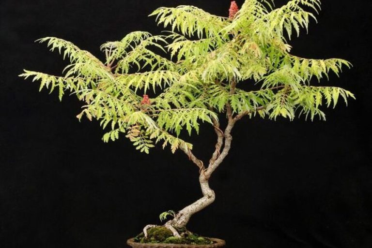 Sumac Bonsai: A Tiny Tree with a Big Impact