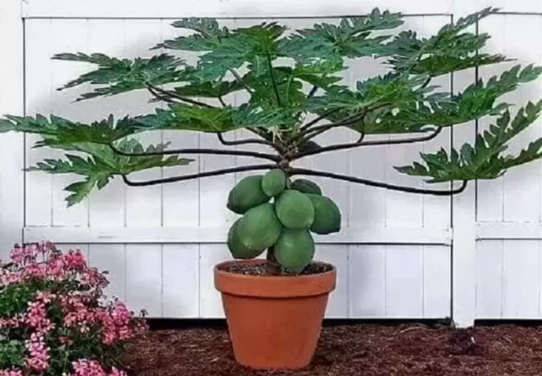 Bonsai Papaya Tree: Exploring the Symbolism and Spiritual Significance of Miniature Gardening