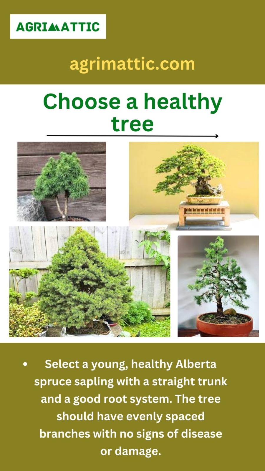 How to Grow Alberta Spruce Bonsai Agrimattic