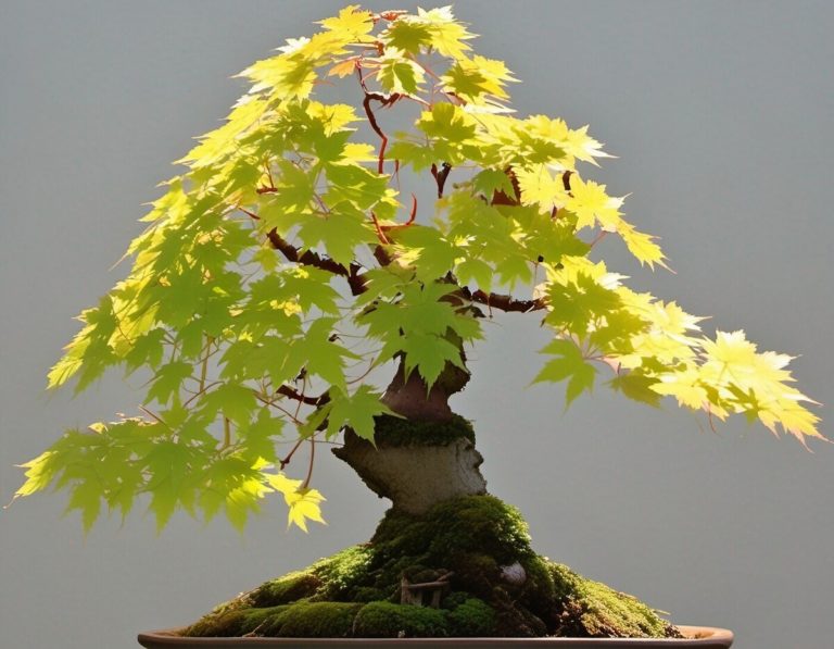 Vine Maple Bonsai: A Beautiful Tree in a Miniature World