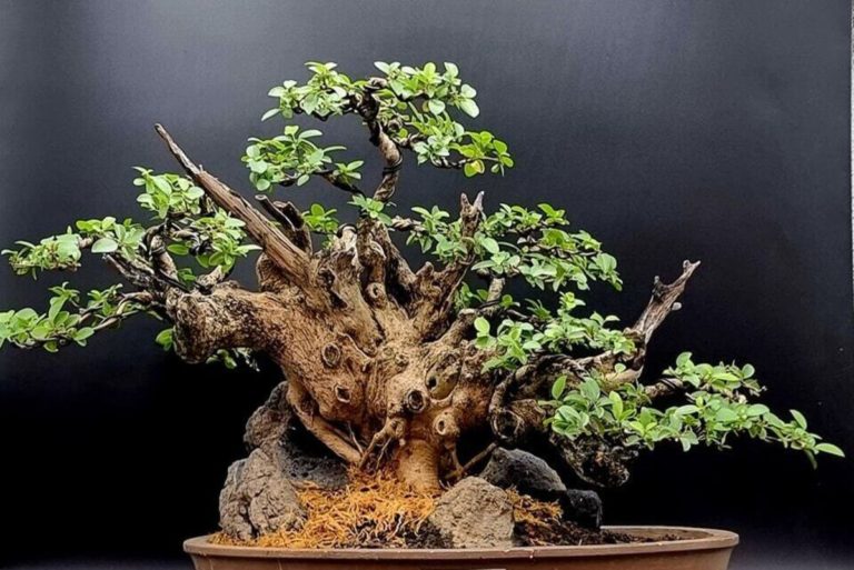 Vitex Bonsai: Discover the Enchanting World of Miniature Trees