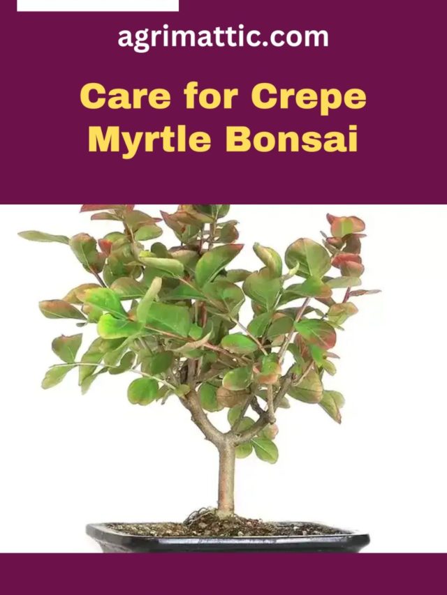 Care for crepe myrtle bonsai