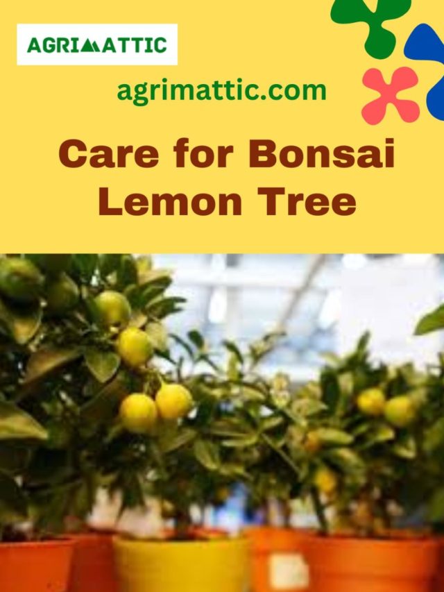 Care for Lemon Bonsai Tree