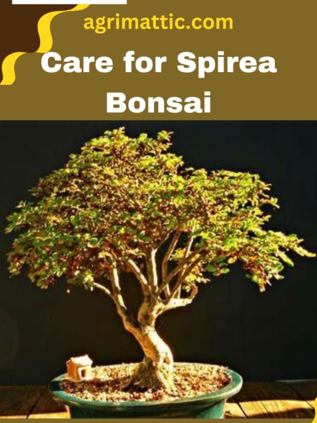 Care for Spirea Bonsai