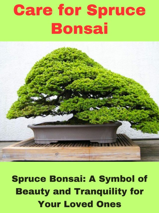 Care for Spruce Bonsai