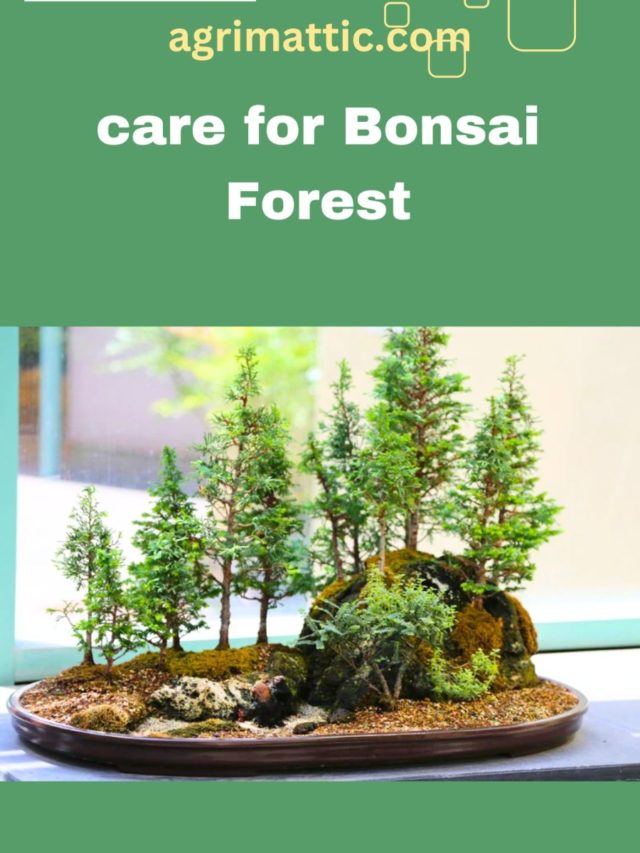 Care for bonsai forest tree