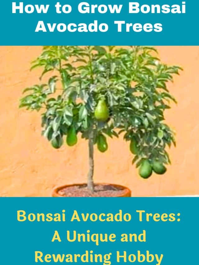 How to Grow Bonsai Avocado Trees