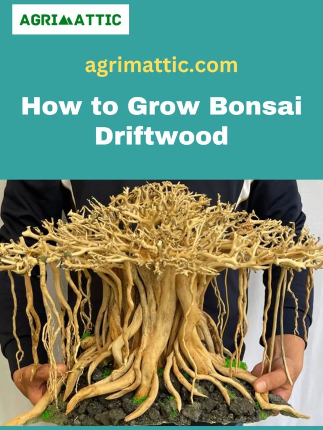 How to Grow Bonsai Driftwood