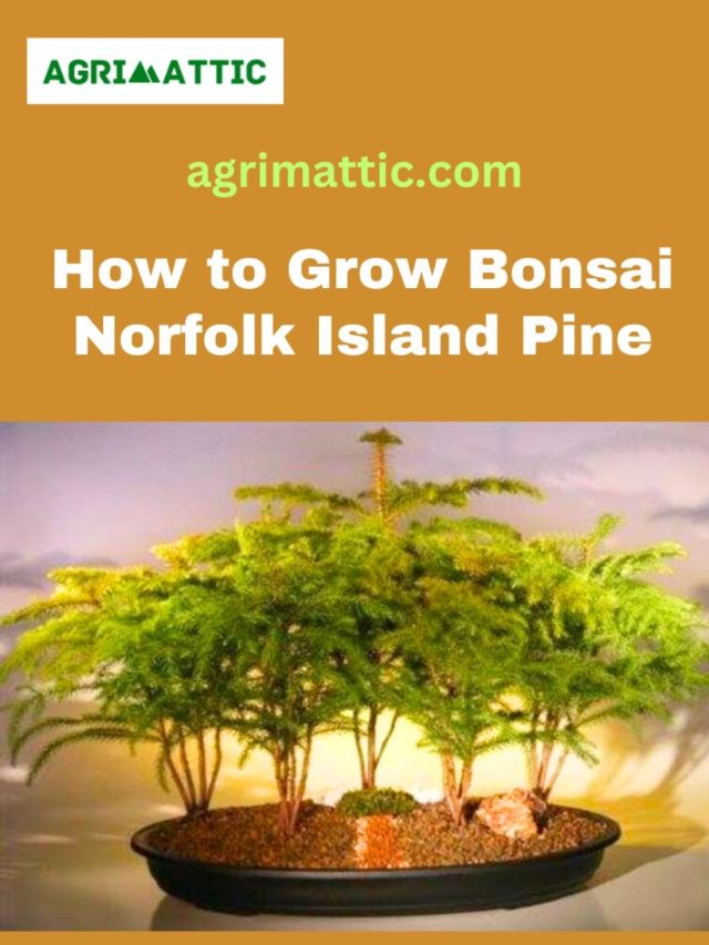 How to Grow Bonsai Norfolk Island Pine