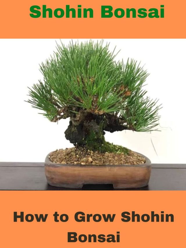 How to Grow Shohin Bonsai