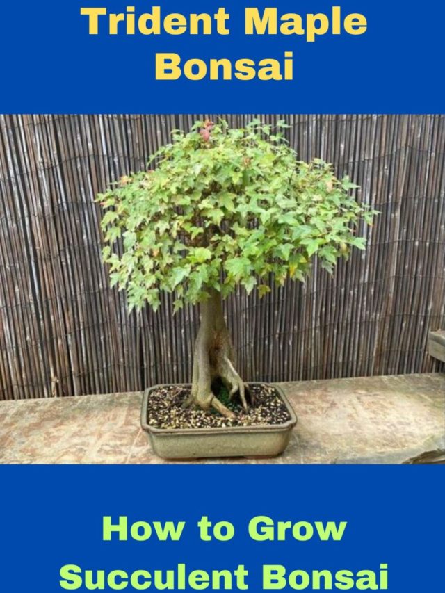 how to grow trident maple bonsai