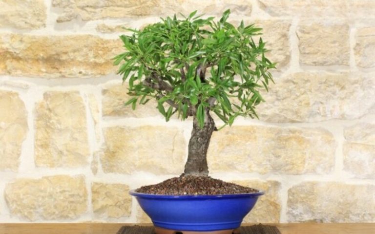 Bonsai Almond Tree: Cultivating Resilience in a Tiny Form