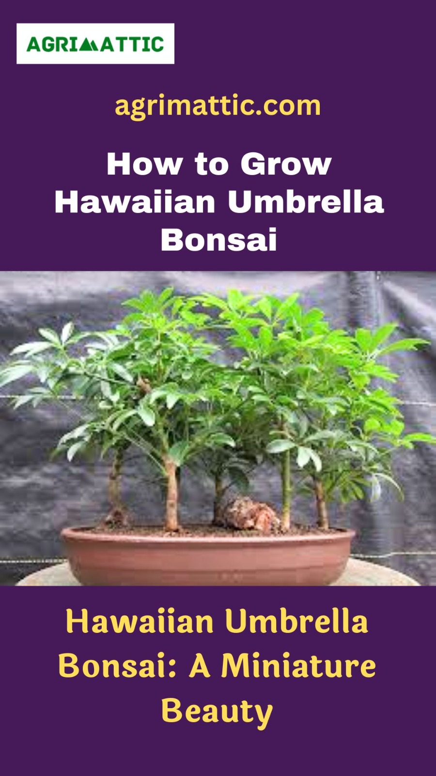 How to Grow Hawaiian Umbrella Bonsai Agrimattic