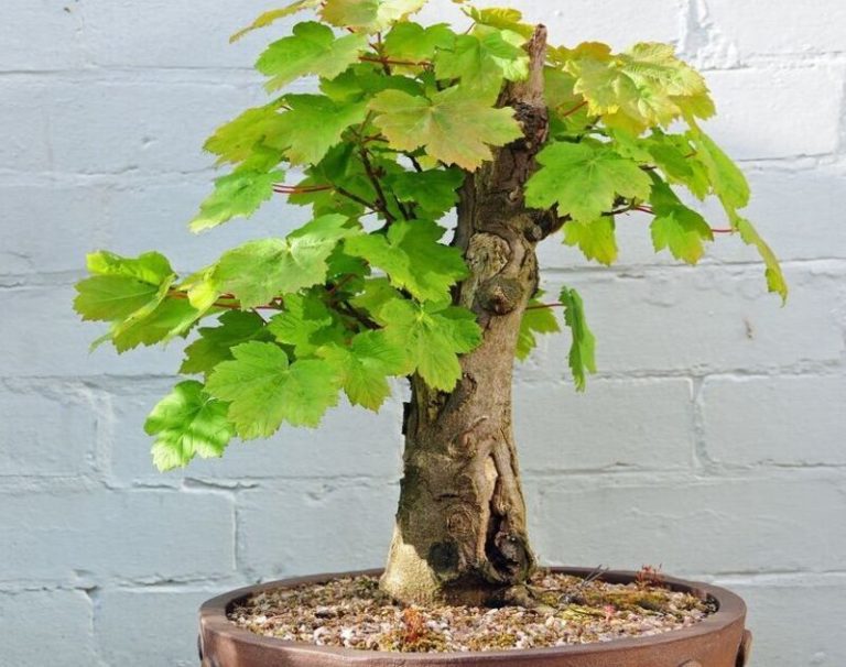 Sycamore Tree Bonsai: A Fusion of Nature, Art, and Culture