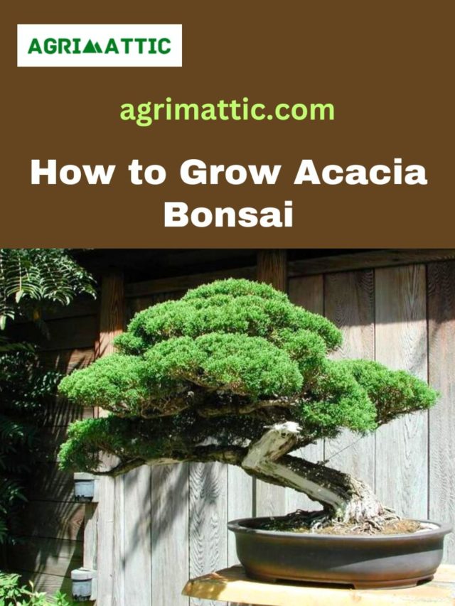 How to Grow Acacia Bonsai