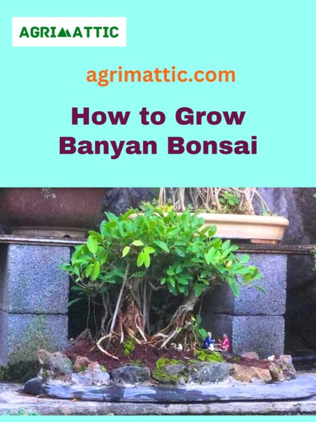 How to Grow Banyan Bonsai