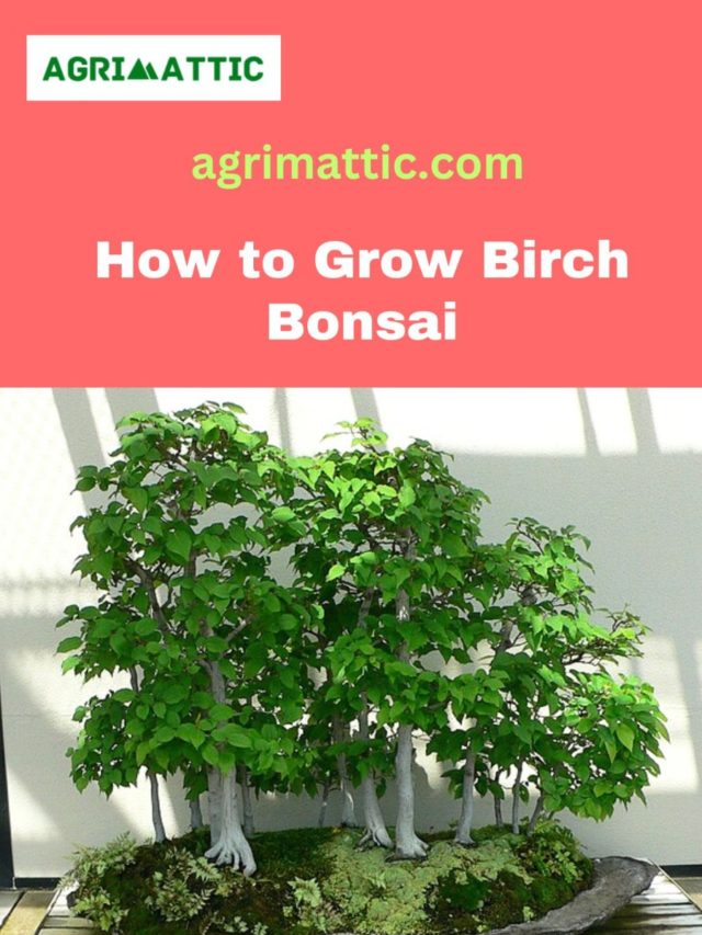 How to Grow Birch Bonsai