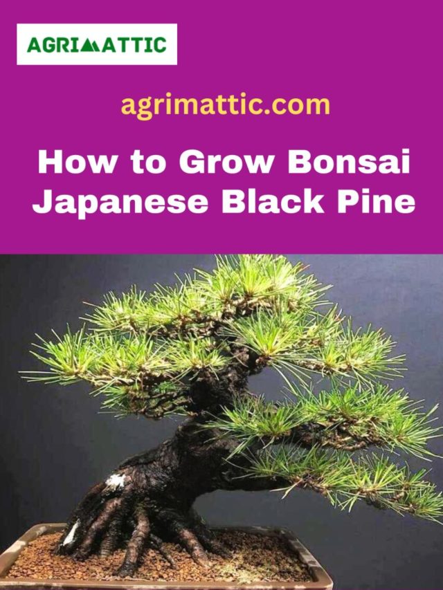 How to Grow Bonsai Japanese Black Pine