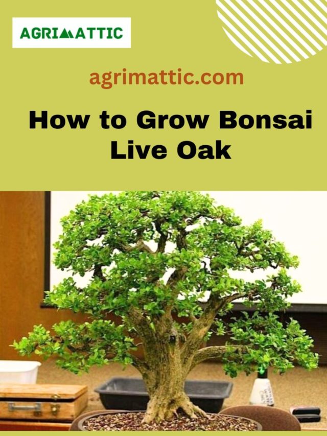 How to Grow Bonsai Live Oak