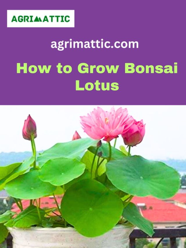 How to Grow Bonsai Lotus