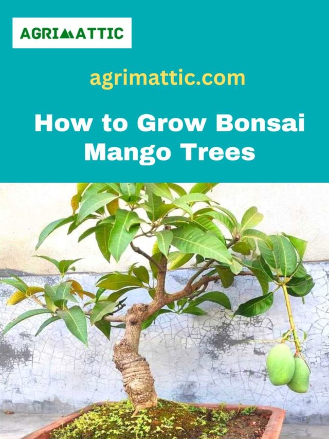 How to Grow Bonsai Mango Trees