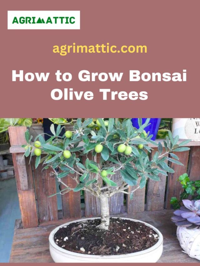 How to Grow Bonsai Olive Trees