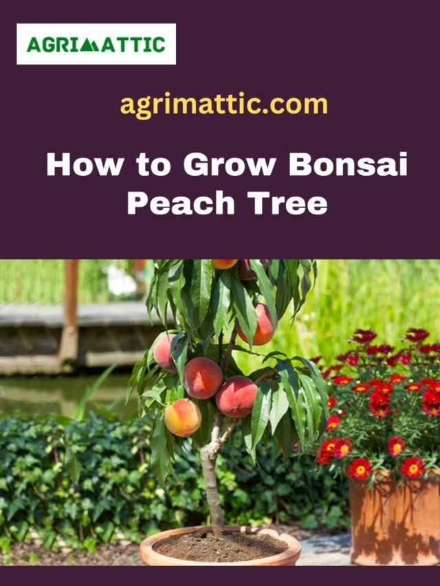 How to Grow Bonsai Peach Tree