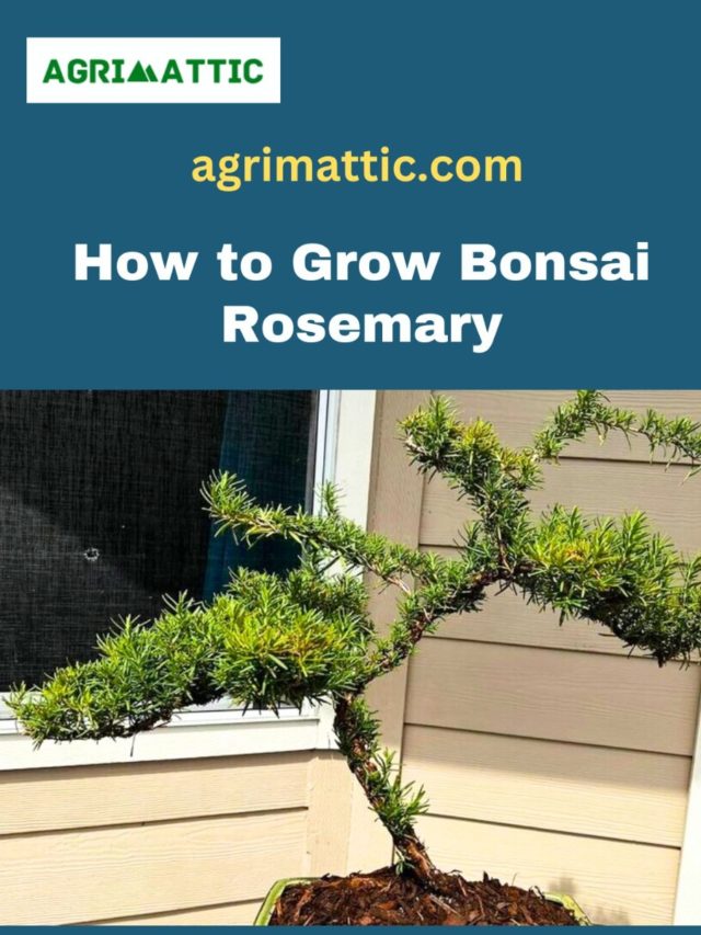 How to Grow Bonsai Rosemary