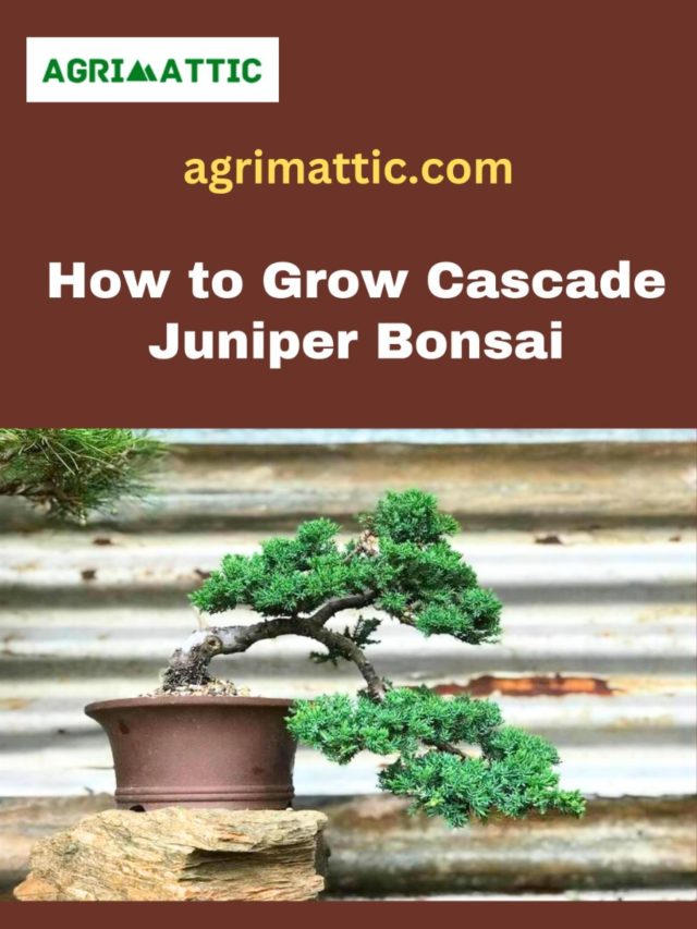 How to Grow Cascade Juniper Bonsai - Agrimattic