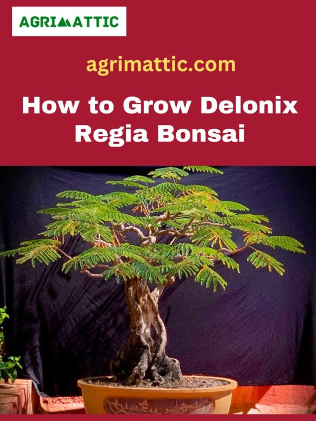 How to Grow Delonix Regia Bonsai
