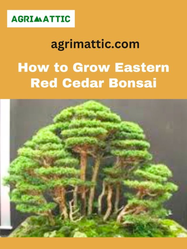 How to Grow Eastern Red Cedar Bonsai