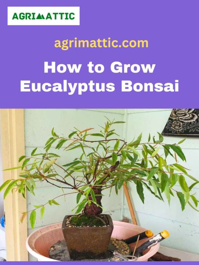 How to Grow Eucalyptus Bonsai