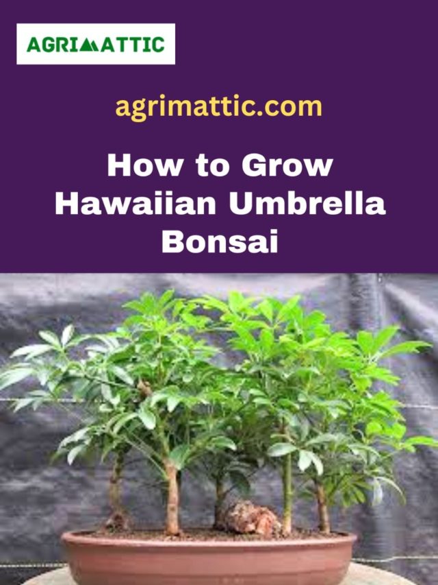 How to Grow Hawaiian Umbrella Bonsai