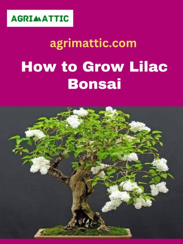 How to Grow Lilac Bonsai