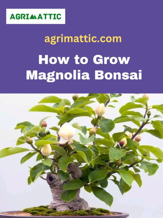 How to Grow Magnolia Bonsai