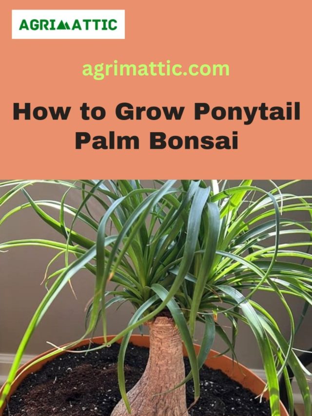 How to Grow Ponytail Palm Bonsai
