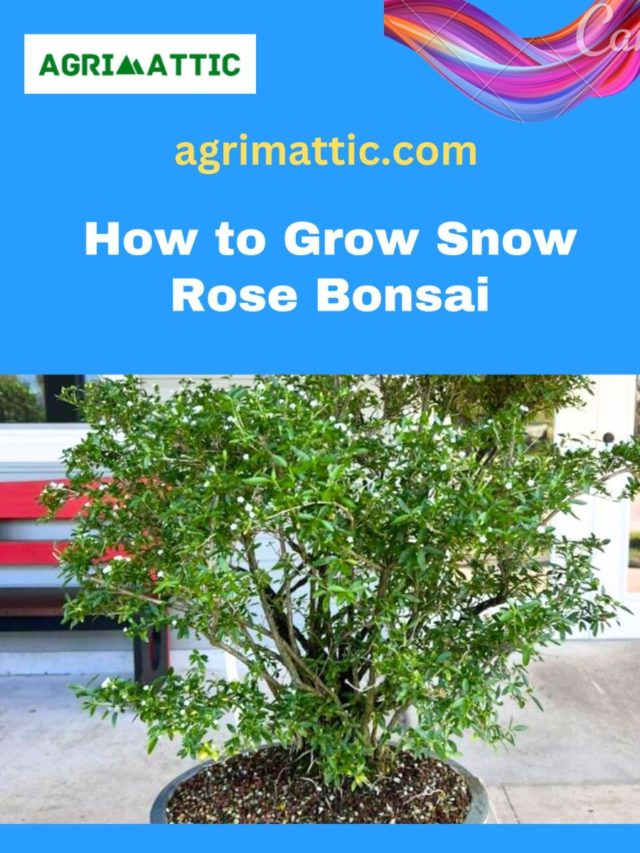 How to Grow Snow Rose Bonsai