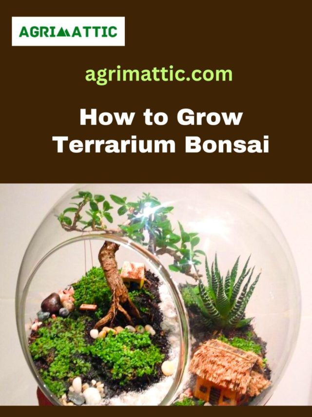 How to Grow Terrarium Bonsai