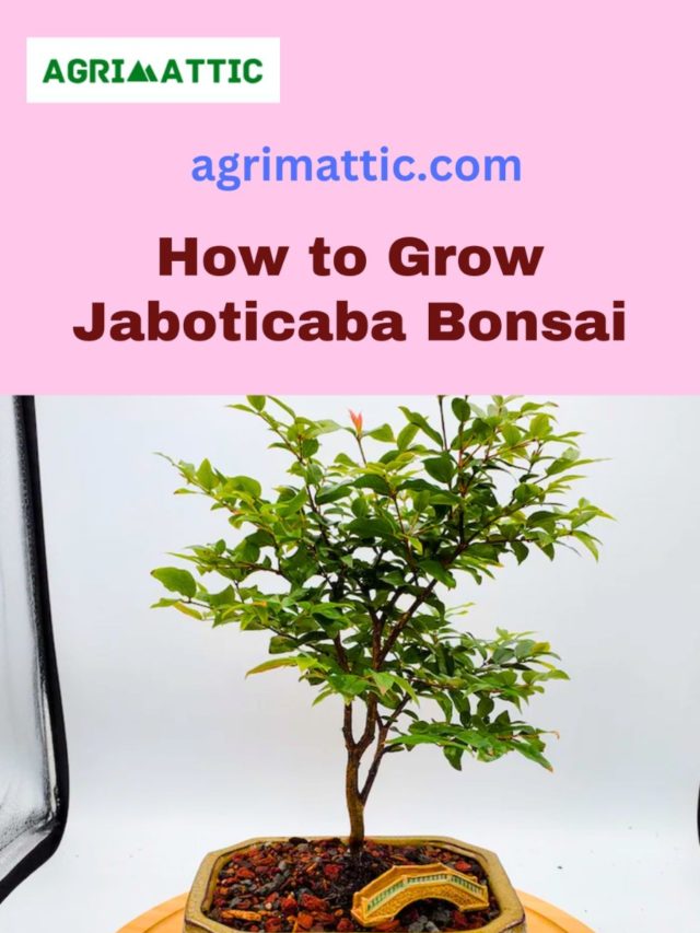 Jaboticaba Bonsai