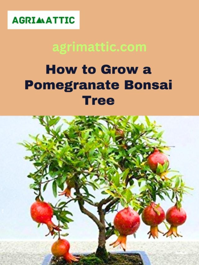 How to Grow Pomegranate Bonsai Tree