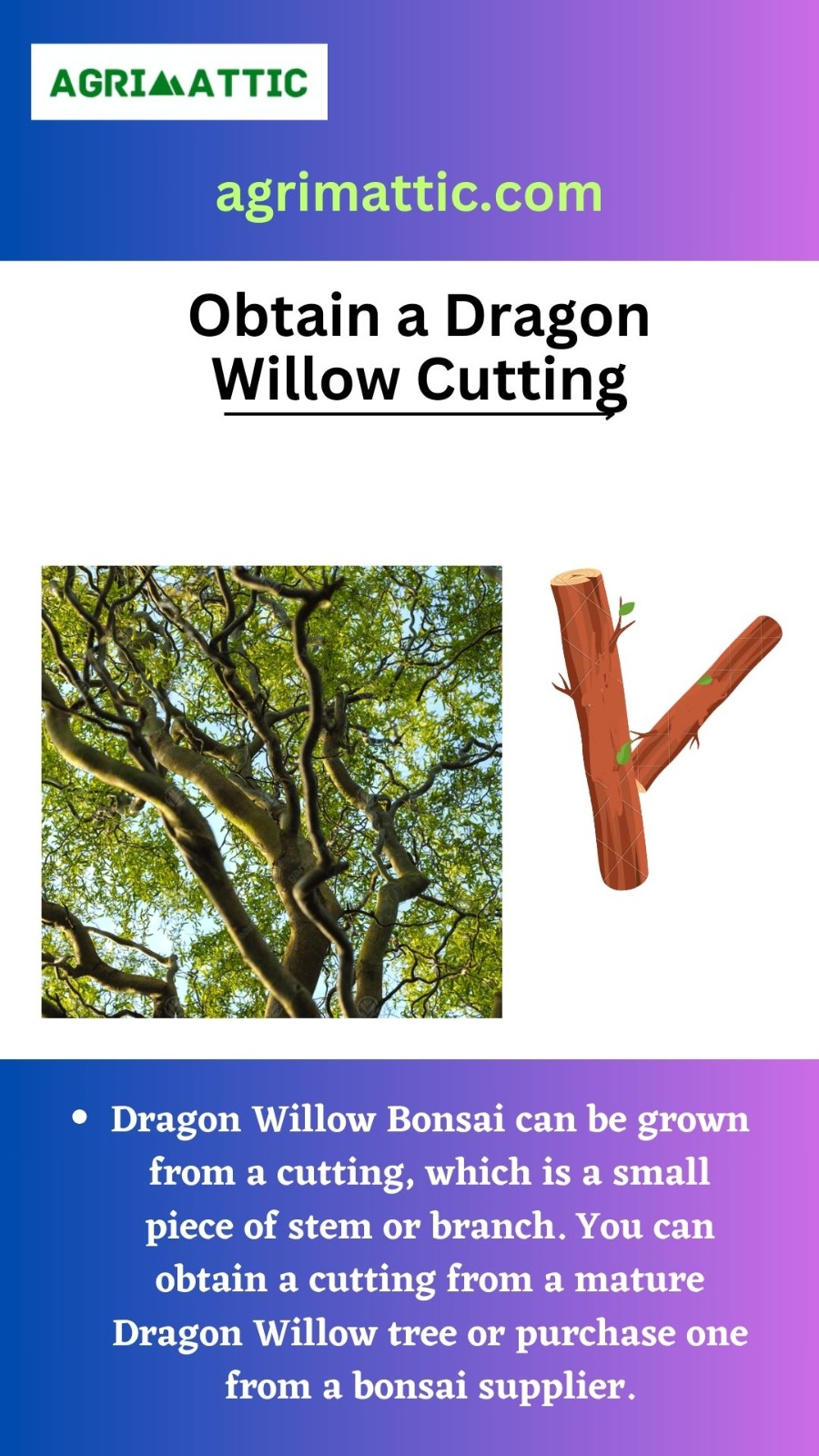 How to Grow Dragon Willow Bonsai Agrimattic
