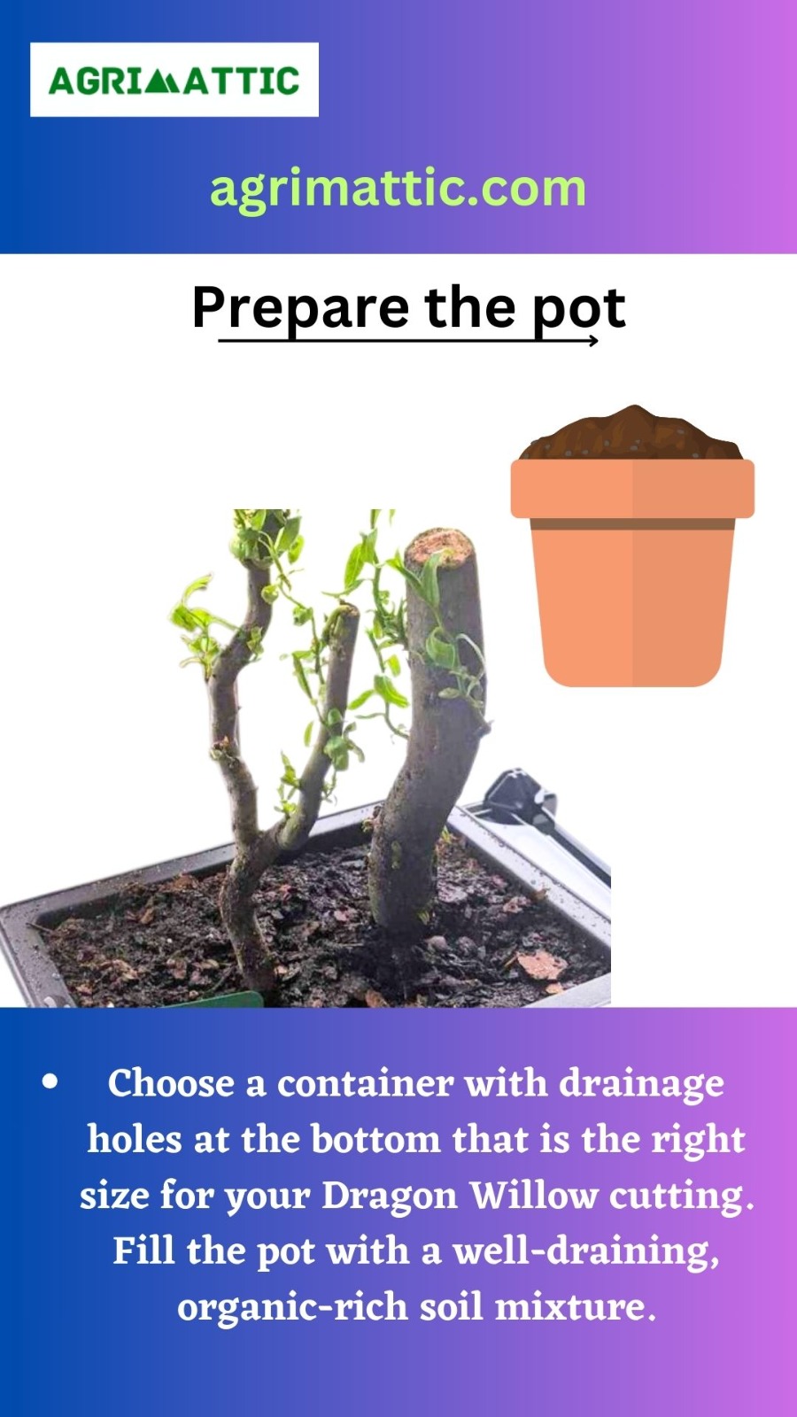 How to Grow Dragon Willow Bonsai Agrimattic