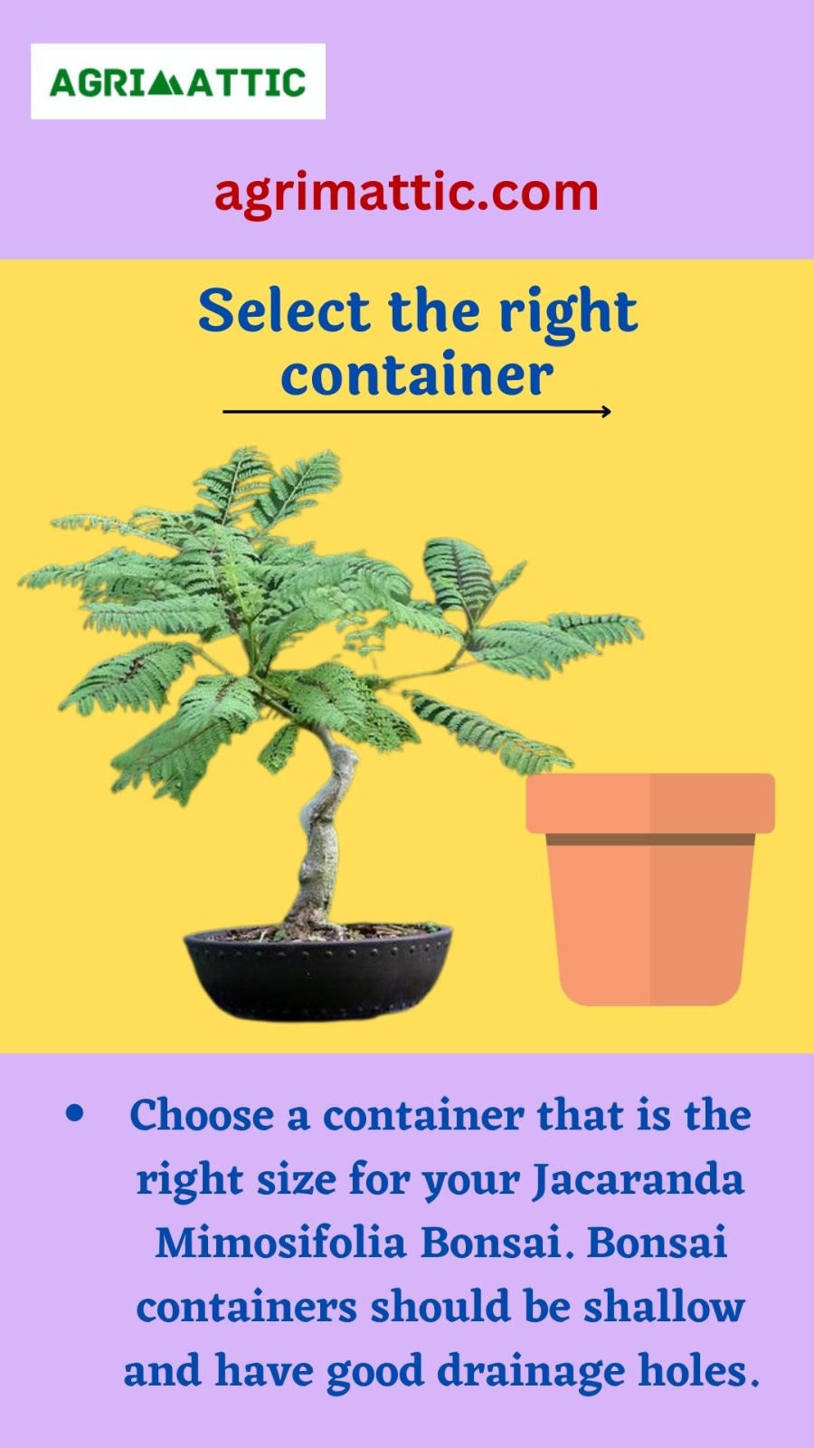 How to Grow Jacaranda Mimosifolia Bonsai Agrimattic