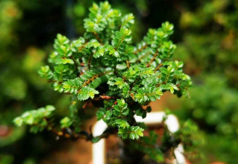 Seiju Elm Bonsai: Tiny Trees with Timeless Beauty