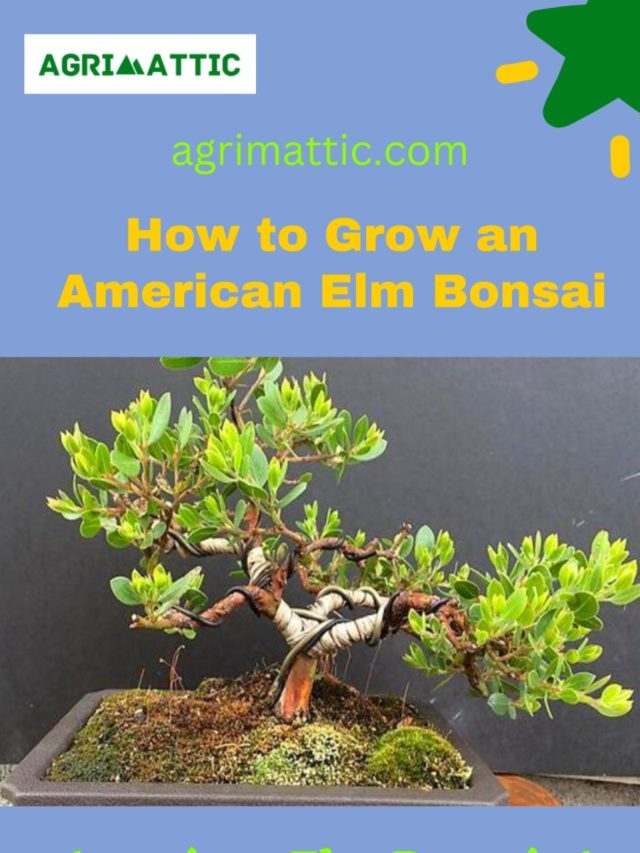How to Grow American Elm Bonsai