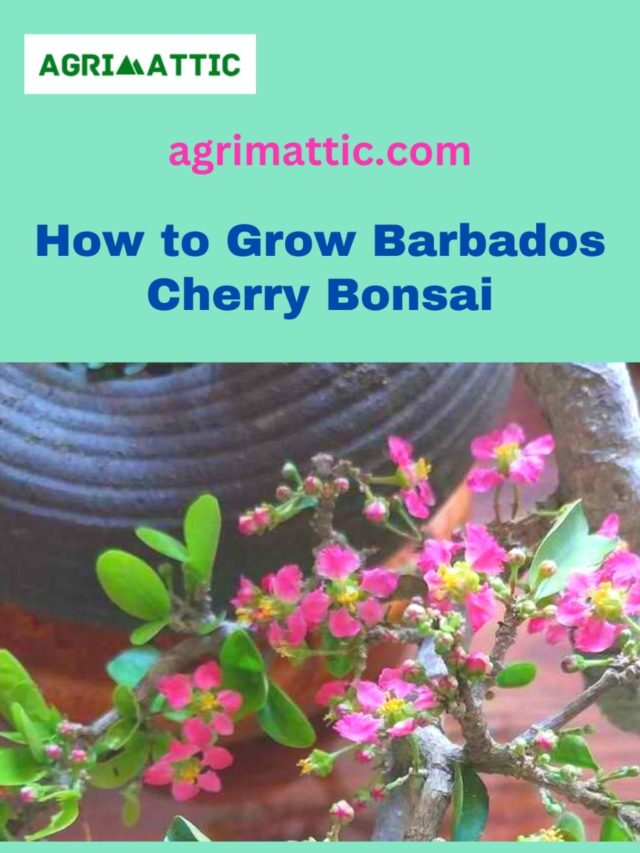 How to Grow Barbados Cherry Bonsai