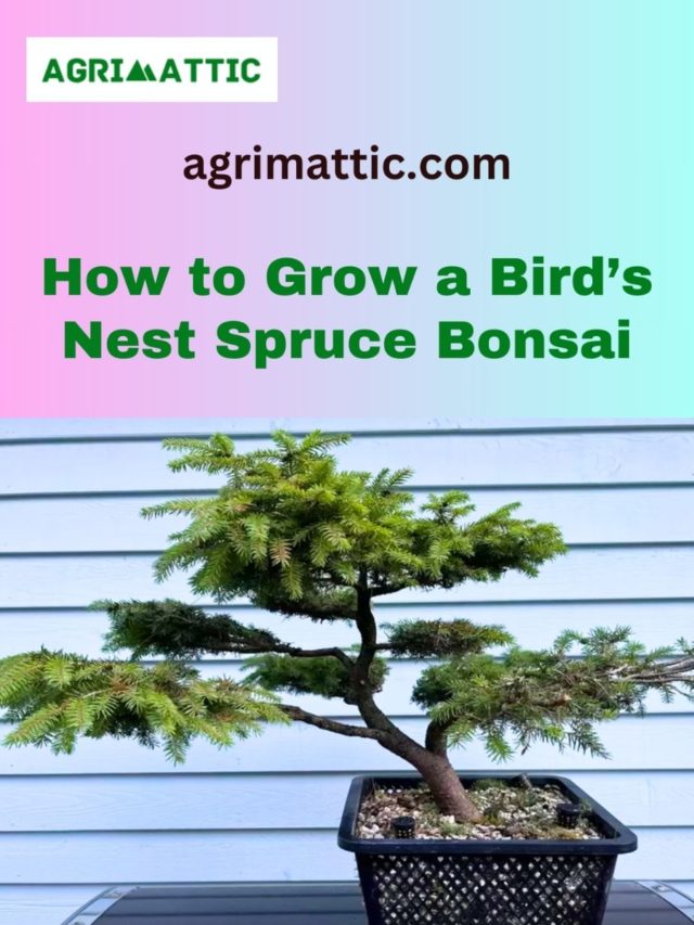 How to Grow Birds Nest Spruce Bonsai