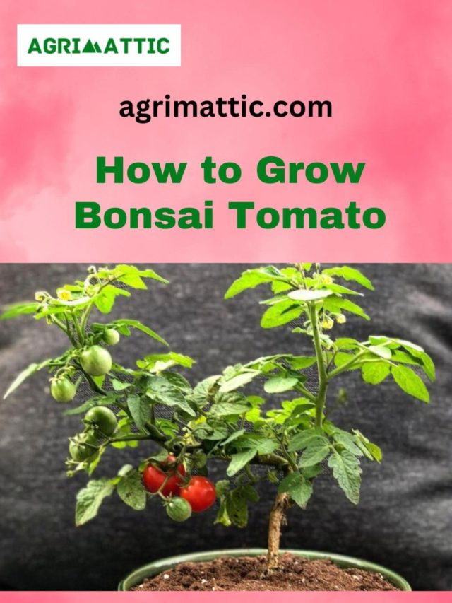 How to Grow Bonsai Tomato